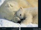 Комар фотообои. Каталог 2014 "Scenics Edition 1" - стр.036 Komar 1-605 Polar Bears