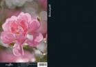 Фотообои на стену каталог KOMAR 2011 - стр. 24 (4-713 Bouquet)