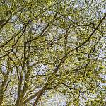 Фотообои на стену «Под деревьями» Komar 4-522 Canopy