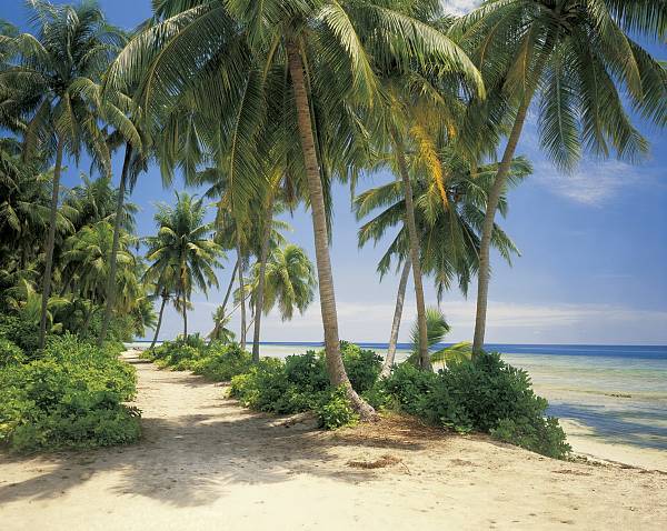 Фотообои на стену «Кокосовый пляж». Komar 8-313 Coconut Beach