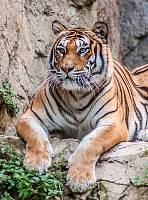 Фотообои HARMONY Decor HD2-170 Отдыхающий тигр