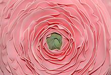 Фотообои HARMONY Decor HD4-146 Розовый цветок