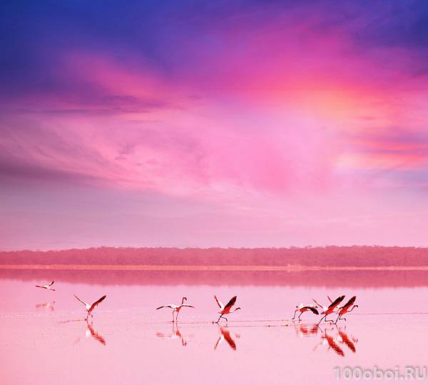 Фотообои на стену «Фламинго на закате». Divino C1-081