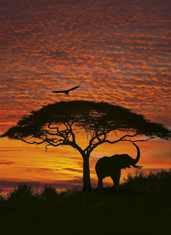 Фотообои на стену «Африканский закат» Komar 4-501 African Sunset