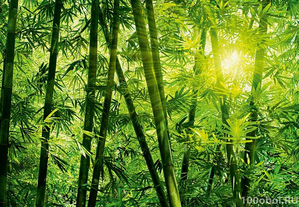 Фотообои на стену «Бамбуковый Лес» WG 00123 Bamboo Forest