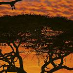 Фотообои на стену «Африканский закат» Komar 4-501 African Sunset