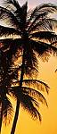 Фотообои на двери «Солнечные пальмы» WG 00529 Sunny Palms