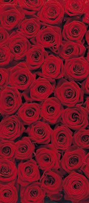 Фотообои на дверь «Розы». Komar 2-1077 Roses