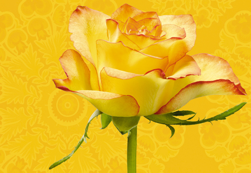 Фотообои на стену «Желтая роза». Unilith 8305 Roselyn