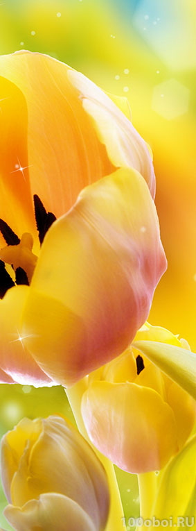 Фотообои на стену «Желтые тюльпаны». Divino C1-287