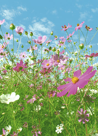 Фотообои на стену «Цветочный Луг». WG 00367 Flower Meadow