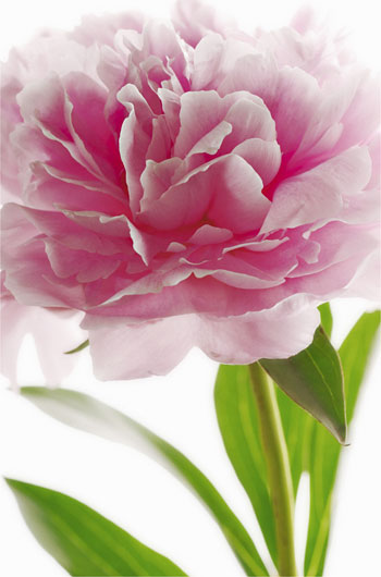 Постер XXL «Розовый пион» WG 00651 Pink Peony