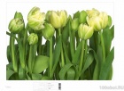 Фотообои Комар (Komar). Каталог 2014 "Imagine Edition 1" - стр.126 Komar 8-900 Tulips