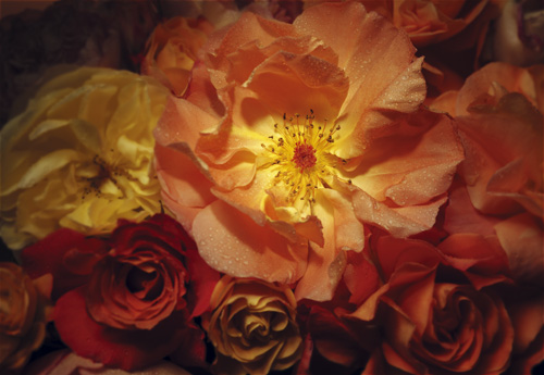 Фотообои на стену «Золотые розы». Unilith 4060 Golden Roses