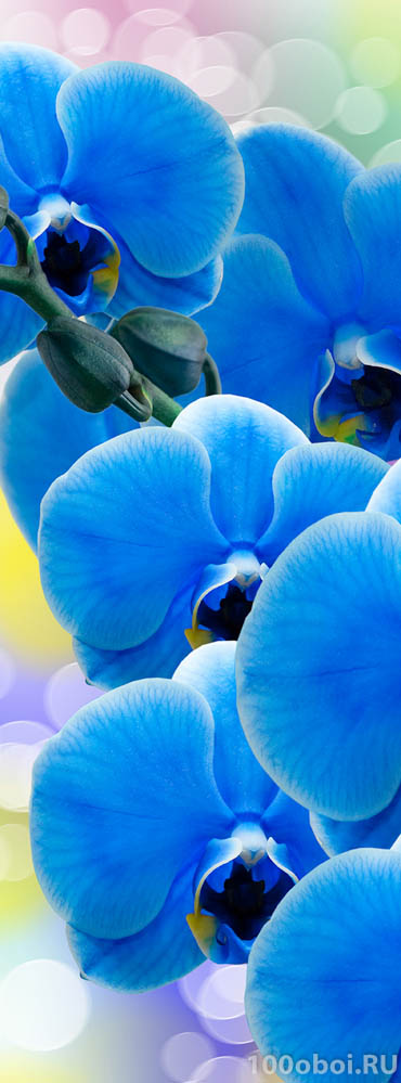 Фотообои на стену «Орхидея синяя». Divino A1-088
