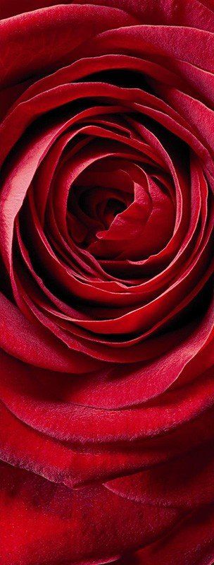 Фотообои на дверь «Красная роза». Komar 2-1010 Red Rose