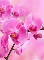 Фотообои на стену «Орхидея розовая». Divino B1-089