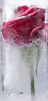 Самоклеющиеся фотообои URBAN Design UDD-017 Лед Красная роза