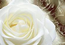 Фотообои «Нежность - белая роза»