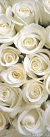 Фотообои Милан M-106 Белые розы