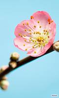 Фотообои флизелиновые «Цветение персика» Komar V3-753 Peach Blossom