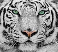 Фотообои URBAN Design UD3-132 Белый тигр