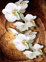 Фотообои URBAN Design UD2-055 3Д фотообои Белая орхидея на дереве