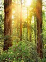 Флизелиновые фотообои «Красное дерево» Komar XXL2-044 Redwood