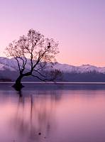 Фотообои HARMONY HD2-071 Дерево в сиреневом озере