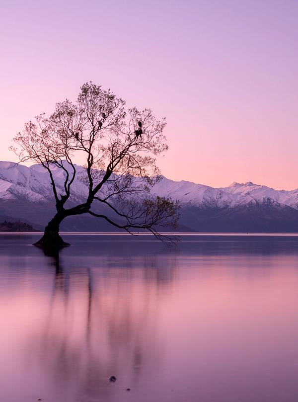 Фотообои HARMONY Decor HD2-071 Дерево в сиреневом озере