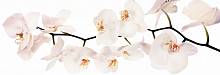 Фотообои на стену. АнтиМаркер 3-А-310 Белая орхидея.