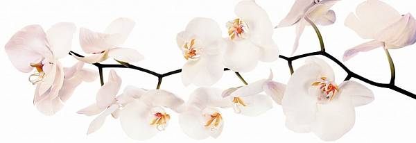 Фотообои на стену. АнтиМаркер 3-А-310 Белая орхидея.