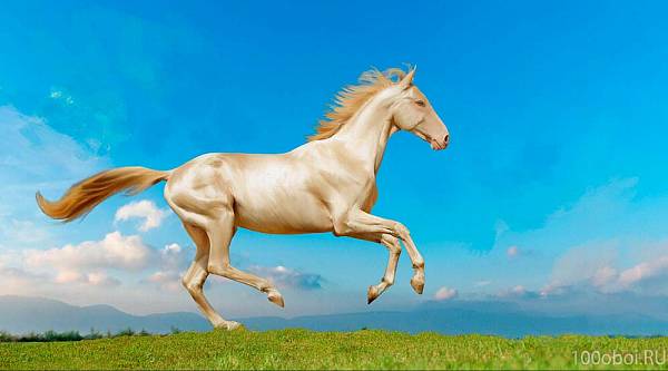 Супермоющиеся фотообои АнтиМаркер 2-А-2015 Ахалтекинский конь