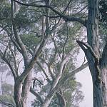 Фотообои на стену «Фантастический лес» Komar 8-523 Fantasy Forest