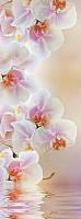 Фотообои Милан M-101 Светлая орхидея
