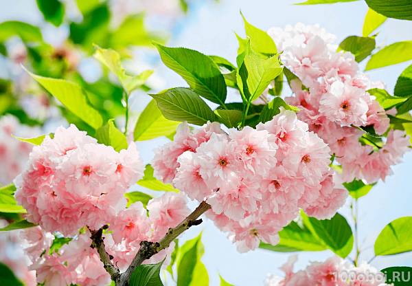 Фотообои на стену «Сакура» WG 00133 Sakura Blossom
