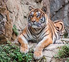 Фотообои HARMONY Decor HD3-160 Отдыхающий тигр