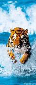 Фотообои на двери «Бенгальский тигр» WG 00590 Bengal Tiger