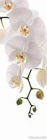Фотообои - панно COLOR K-010 «Цветок орхидеи»