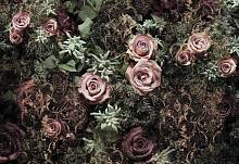 Фотообои «Бархатные розы» Komar 8-980 Velvet