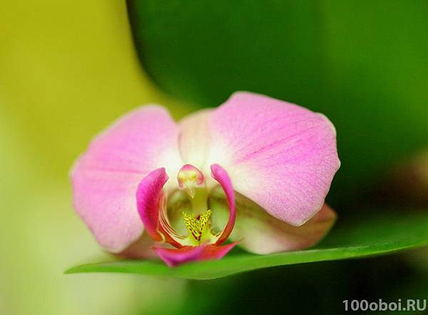 Фотообои на стену «Розовая орхидея». Divino C1-326