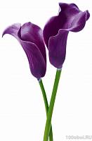 Постер XXL «Пурпурные лилии» WG 00675 Purple Calla Lilies