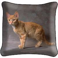 Декоративная фото подушка A1916 Рыжая кошка