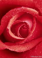 Фотообои на стену «Цветок Розы» WG 00368 Rose