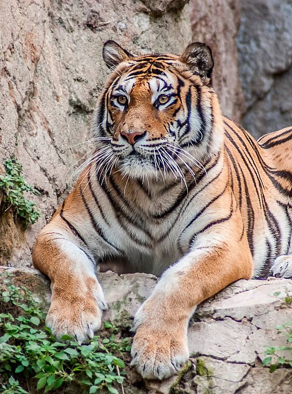 Фотообои HARMONY Decor HD2-170 Отдыхающий тигр