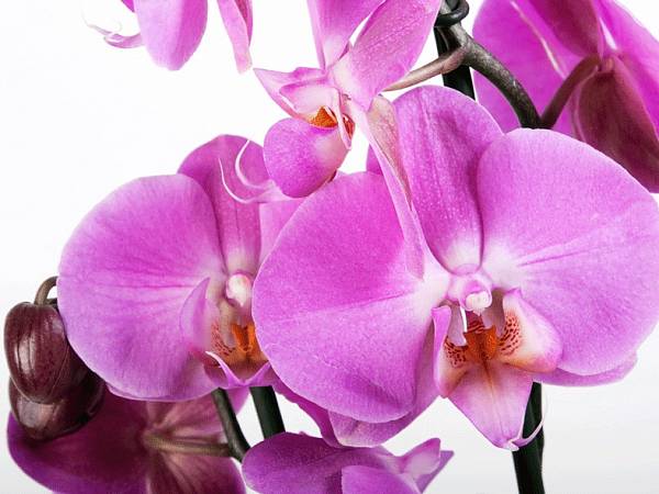 Фотообои на стену AG 0049 «Орхидеи. Цветы». 
