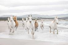 Фотообои на стену «Белые Лошади» Komar 8-986 White Horses