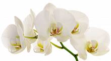 Фотообои на стену. АнтиМаркер 2-А-251 Белые цветы орхидеи.