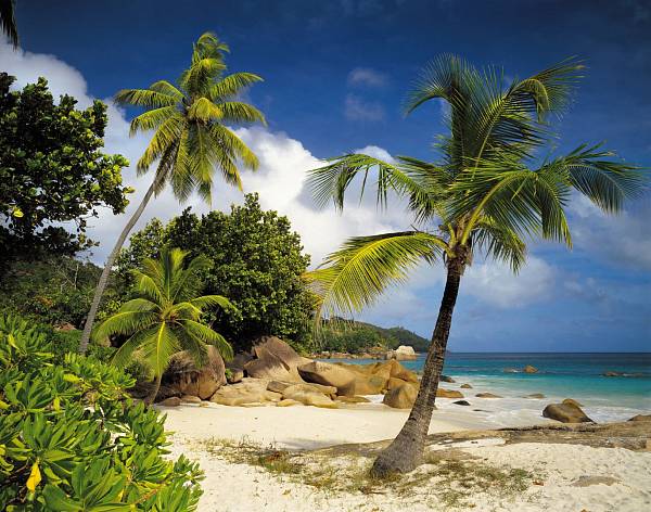 ФЛИЗЕЛИНОВЫЕ фотообои на стену «Пальмы, пляж, море» KOMAR 8NW-885 Praslin