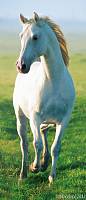 Фотообои на двери «Белая Лошадь» WG 00514 White Horse